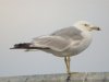 Ring-billed Gull at Westcliff Seafront (Steve Arlow) (54331 bytes)